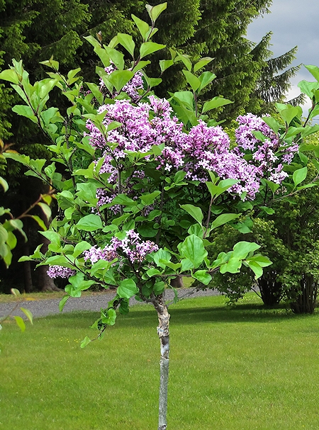 Syringa meyeri 'Palibin', pikkusyreeni